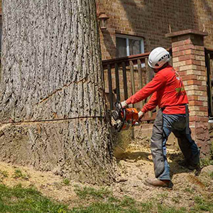 Tree Removal