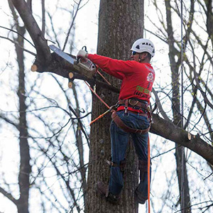 Tree Trimming