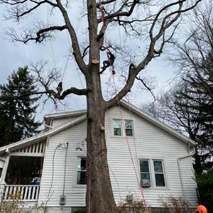 Tree Pruning